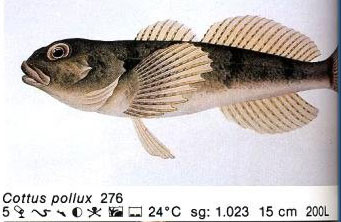 Cottus pollux